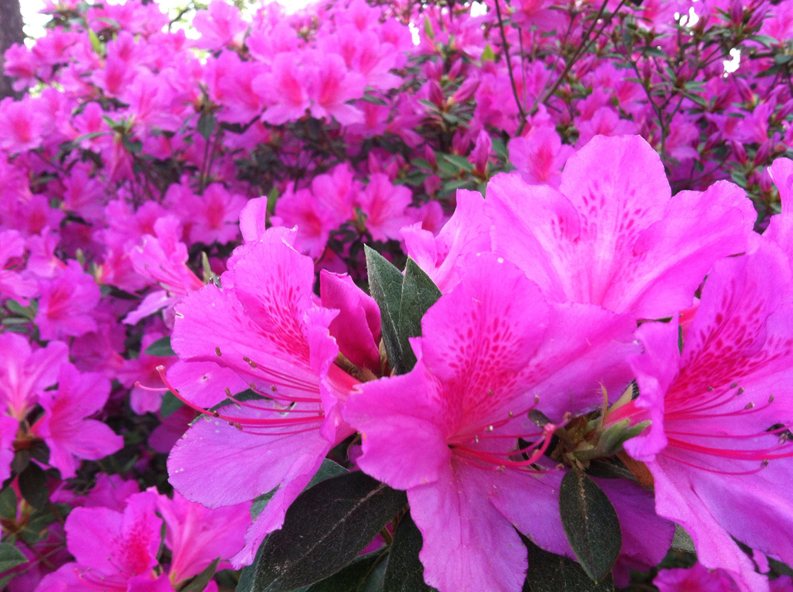 The way the azaleas really looked.
